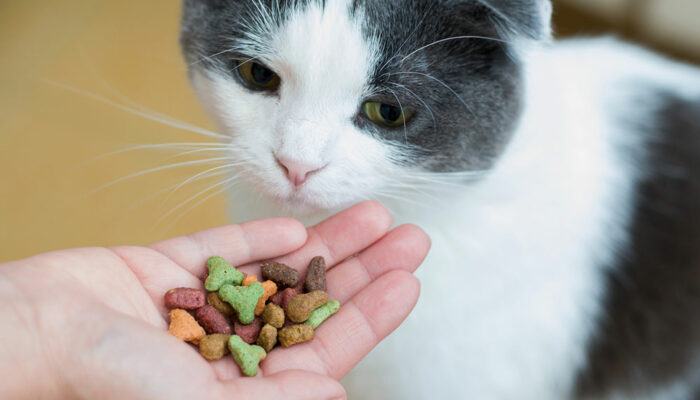 Must-Have Ingredients in Healthy Cat Treats