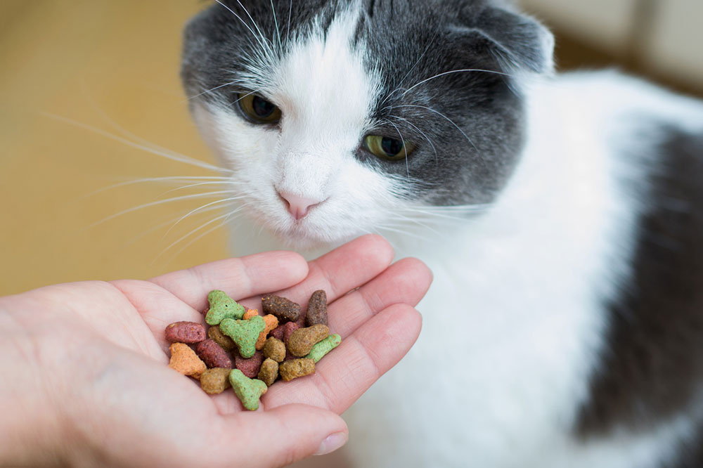 Must-Have Ingredients in Healthy Cat Treats