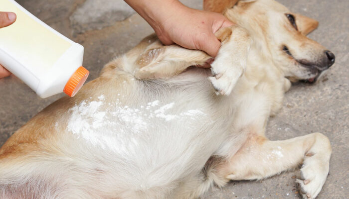 4 Ways to Eliminate Fleas and Ticks