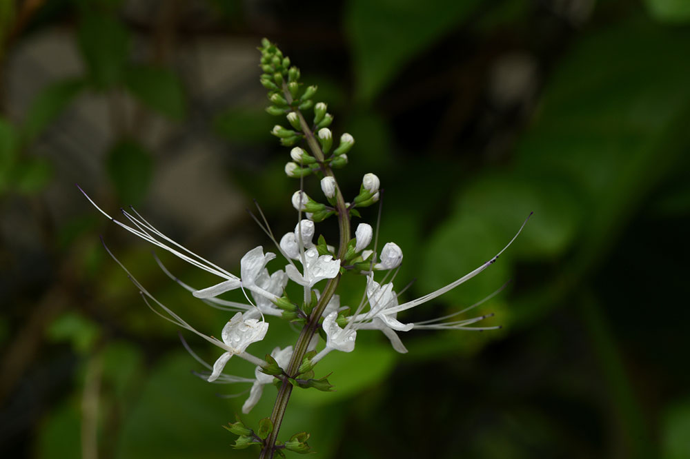 8 Decorative Plants That Are Toxic to Cats